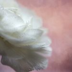 体验英皇国际平台的多样化游戏项目 u3bdepmm